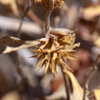 Triangle-leaf Bursage has greenish-yellow, dull inconspicuous male and female flowers on the same plants (monoecious). Photograph shows female fruits growing on a lateral axil just below the male flowers. Ambrosia deltoidea