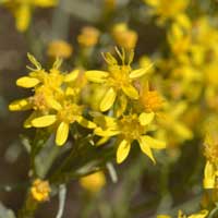 Broom Snakeweed, Gutierrezia sarothrae