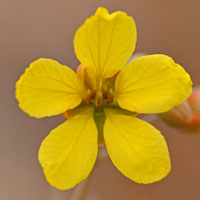 Senna covesii, Coves' Cassia