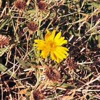 Badlands Mule-Ears, Scabrethia scabra