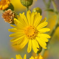 Camphorweed or Golden Aster, Heterotheca subaxillaris