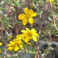 Longleaf False Goldeneye, Heliomeris longifolia