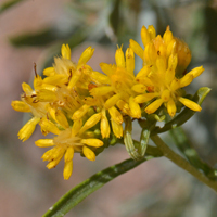 Rusby's Goldenbush or Goldenbush, Isocoma rusbyi