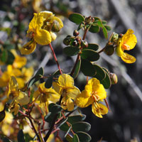 Senna purpusii, Baja California Senna