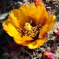 Buckhorn Cholla, Cylindropuntia acanthocarpa