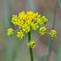 Alpine False Springparsley, Cymopterus lemmonii