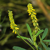 Melilotus officinalis, Yellow Sweetclover