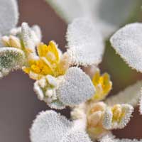 Woolly Tidestromia or Honeymat, Tidestromia lanuginosa 