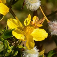 Creosote Bush or Creosote, Larrea tridentata