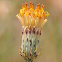 San Felipe Dogweed, Adenophyllum porophylloides