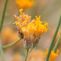 Sweetbush Bebbia or Chuckwalla’s Delight, Bebbia juncea