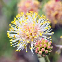 Cooley's Bundleflower or Bundleflower, Desmanthus cooleyi