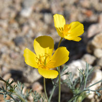 Desert Goldenpoppy, Eschscholzia glyptosperma