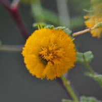 Acacia farnesiana, Sweet Acacia