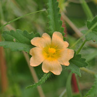 Spreading Fanpetals, Sida abutifolia