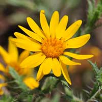 Slender Goldenweed or Annual Bristle-weed, Xanthisma gracilis