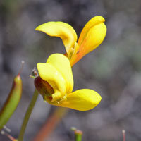 Wright's Deervetch, Lotus wrightii