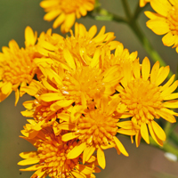 San Pedro Matchweed, Xanthocephalum gymnospermoides