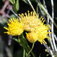 Rayless Goldenhead, Acamptopappus sphaerocephalus