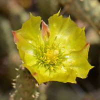 Cylindropuntia tesajo, Baja Pencil Cholla