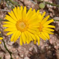 Lacy Tansyaster, Xanthisma spinulosum