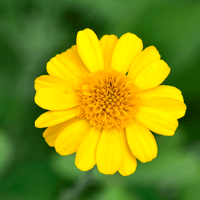 Fiveneedle Pricklyleaf or Dyssodia, Thymophylla pentachaeta