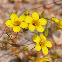 Golden Desert-trumpets or Desert Gold, Leptosiphon aureus