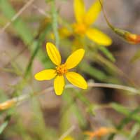 Five-bract Cinchweed, Pectis filipes