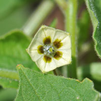 Husk Tomato or Ground Cherry, Physalis pubescens