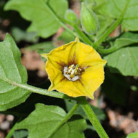 Ivyleaf Groundcherry, Physalis hederifolia