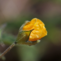 Catnip Noseburn, Tragia nepetifolia