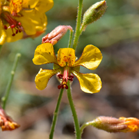 Indian Rushpea or Hog Potato, Hoffmannseggia glauca