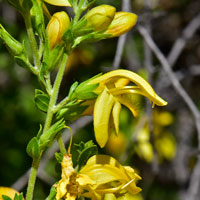 Snapdragon Penstemon Keckiella antirrhinoides