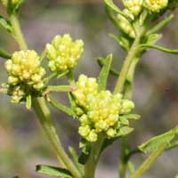 Southern Goldenbush or Rayless Goldenrod, Isocoma pluriflora