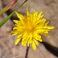 Pale agoseris or Pale Dandelion, Agoseris glauca