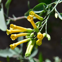 Tree Tobacco, Nicotiana glauca