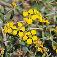 Slender Janusia, Cottsia gracilis