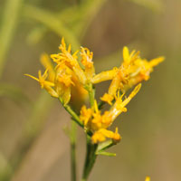 Rubber Rabbitbrush or Goldenbush, Ericameria nauseosa