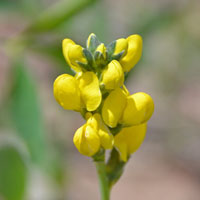 Thermopsis divaricarpa, Spreadfruit Goldenbanner