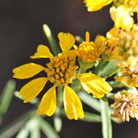 Rusby's Rubberweed, Hymenoxys rusbyi