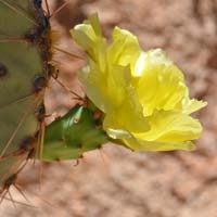 Tulip Pricklypear, Opuntia phaeacantha