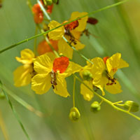 Parkinsonia aculeata, Jerusalem Thorn