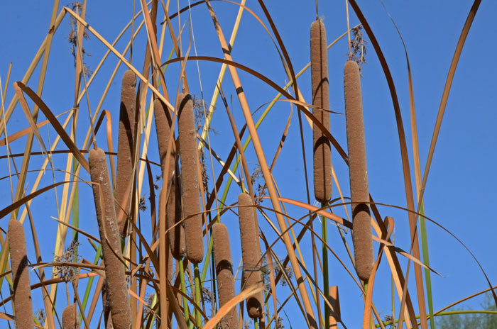 Typha domingensis, Southern Cattail, Southwest Desert Flora